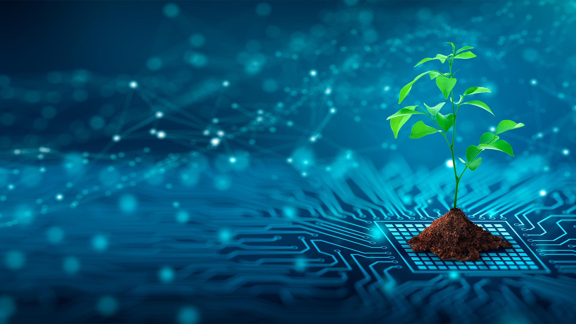 Giovane pianta che cresce da una scheda elettronica – simbolo della rete FTTH sostenibile di Ascona4net ad Ascona